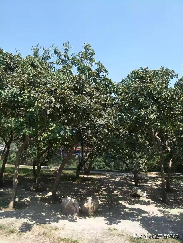 重庆旅游攻略五日游（重庆旅游攻略五日游(自由行最佳线路)）