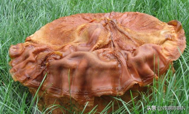 太岁（太岁的图片）