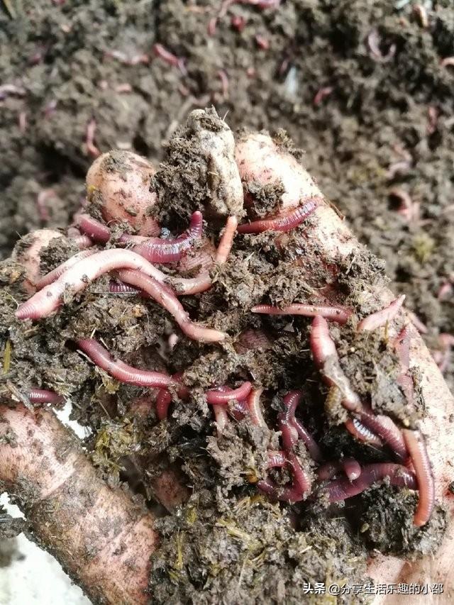 适合年轻人的养殖项目