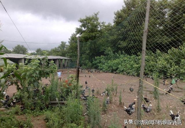 适合年轻人的养殖项目