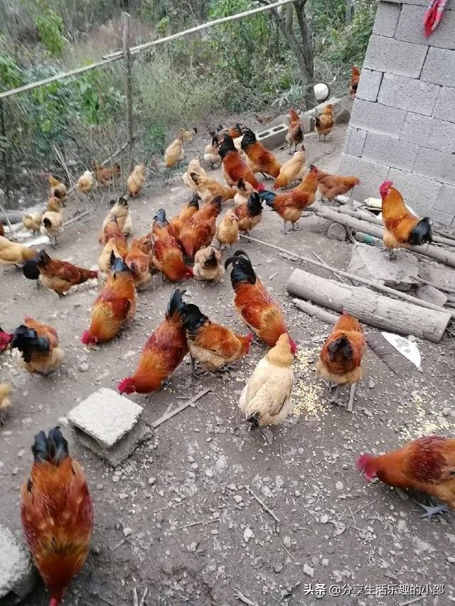 适合年轻人的养殖项目