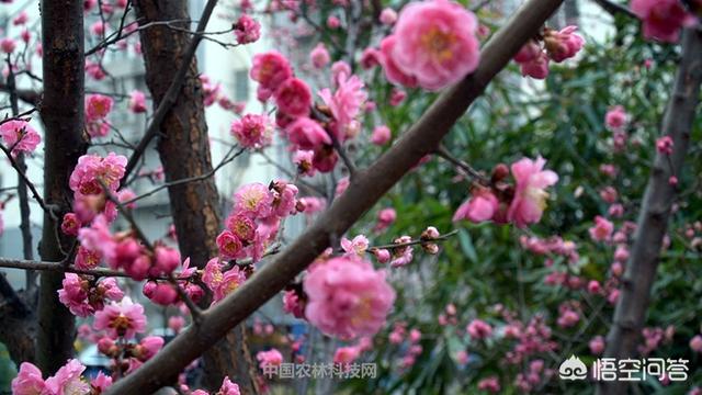 春天的古诗大全（春天的古诗大全100首）