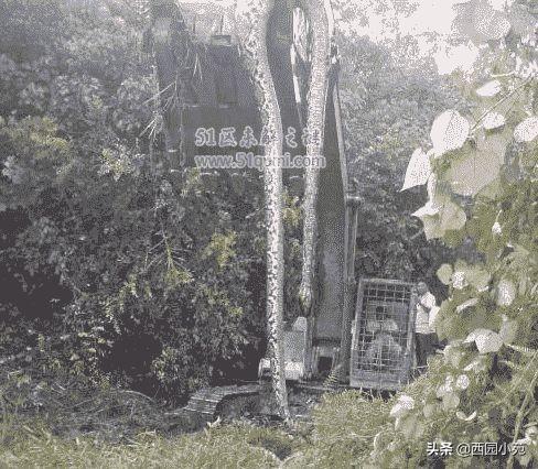 广西桂平西山挖机挖到蛇的新闻